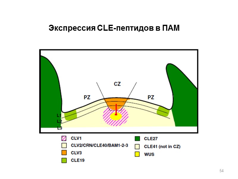 54 Экспрессия CLE-пептидов в ПАМ